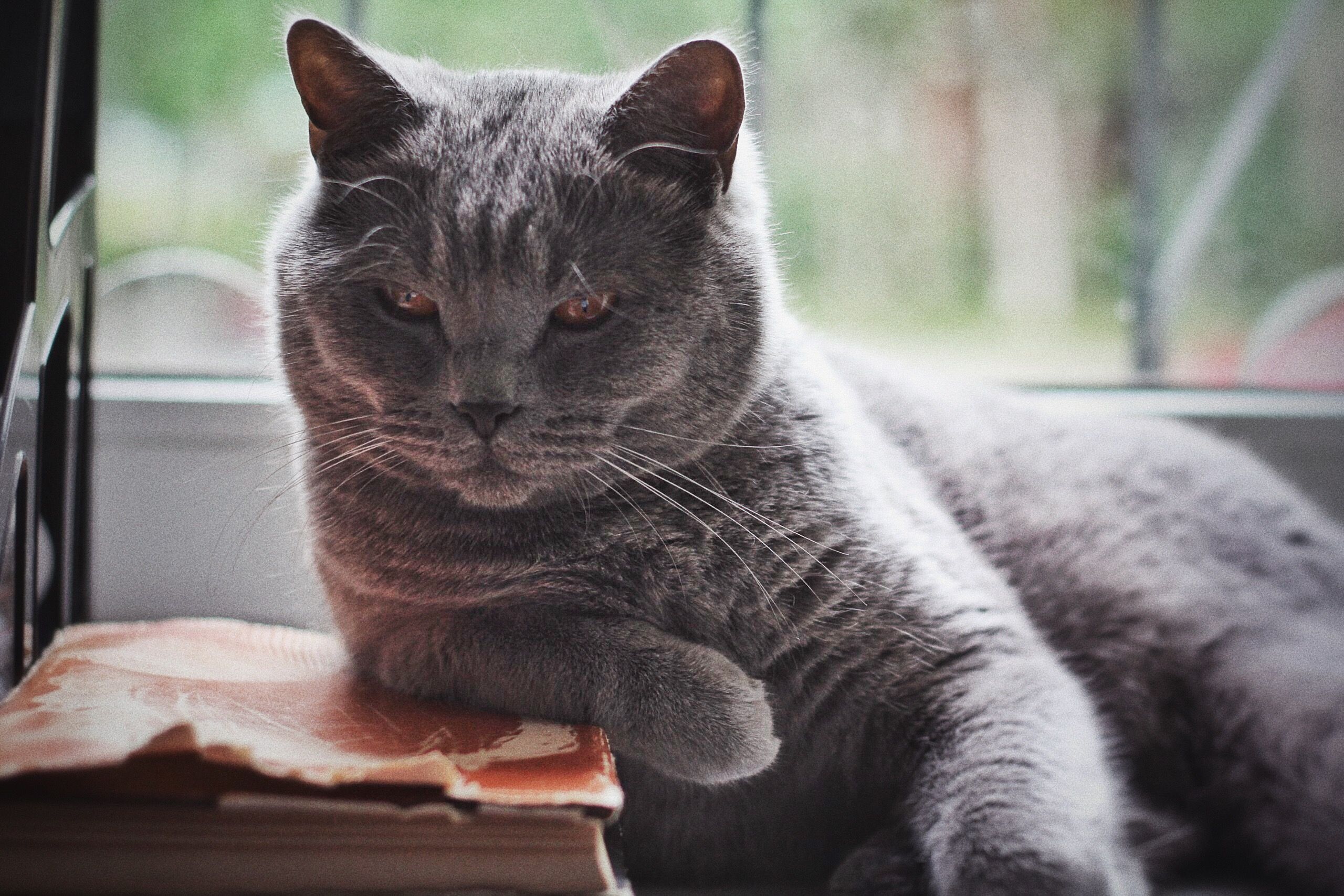 Кот на книге